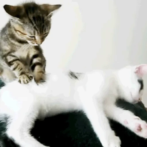 🐱 Стикер «Коты ?» для Telegram