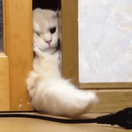 🐱 Стикер «Коты ?» для Telegram