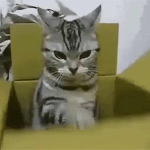 🐱 Стикер «Коты ?» для Telegram