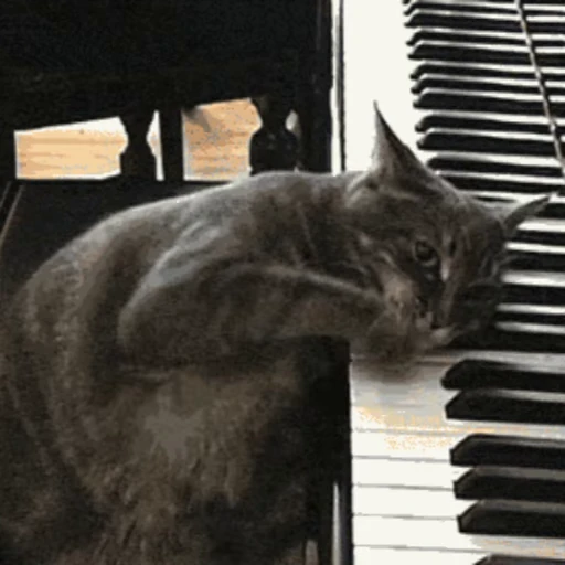 🐱 Стикер «Коты ?» для Telegram