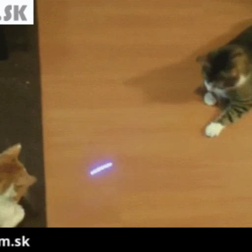 🐱 Стикер «Коты ?» для Telegram