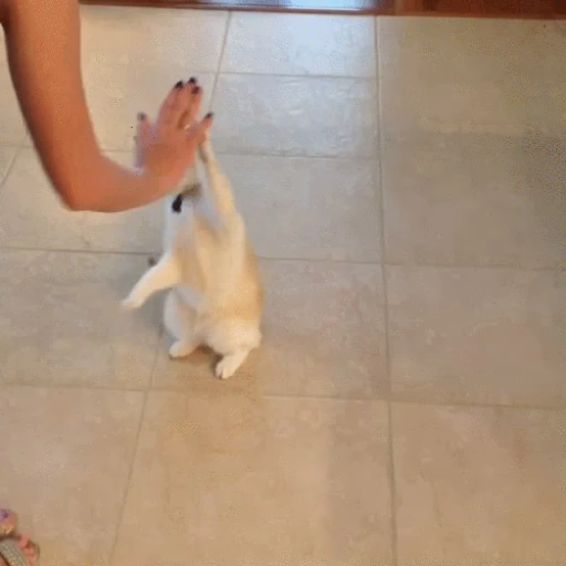 🐱 Стикер «Коты ?» для Telegram