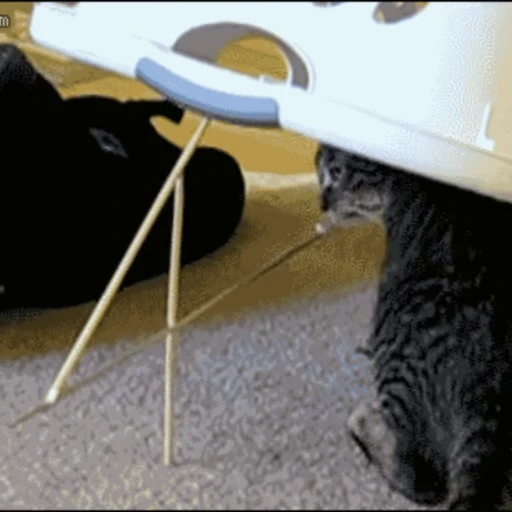 🐱 Стикер «Коты ?» для Telegram