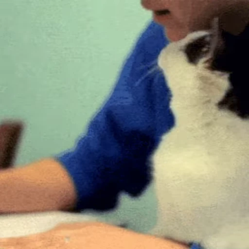 🐱 Стикер «Коты ?» для Telegram