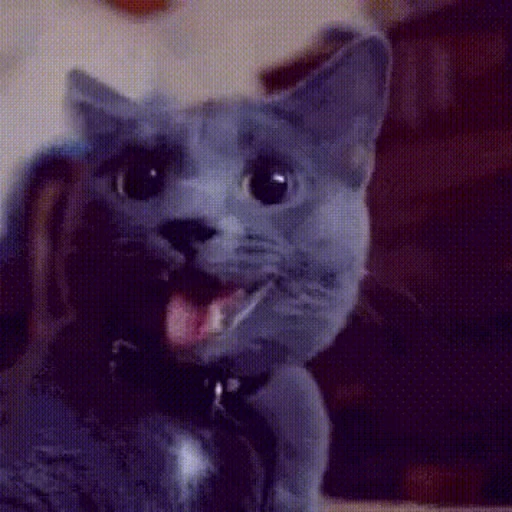 🐱 Стикер «Коты ?» для Telegram