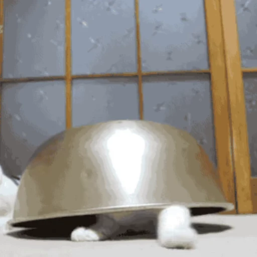 🐱 Стикер «Коты ?» для Telegram