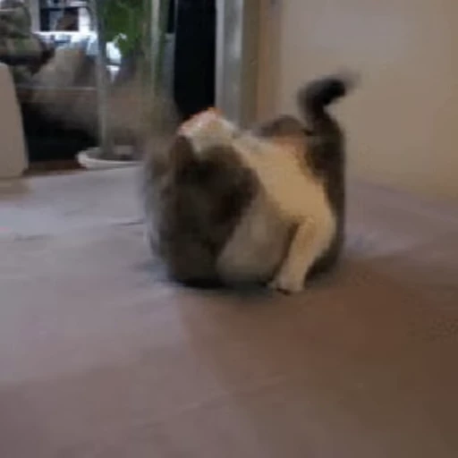 🐱 Стикер «Коты ?» для Telegram