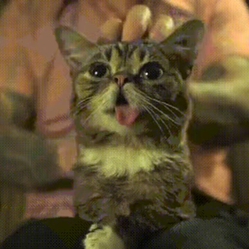 🐱 Стикер «Коты ?» для Telegram