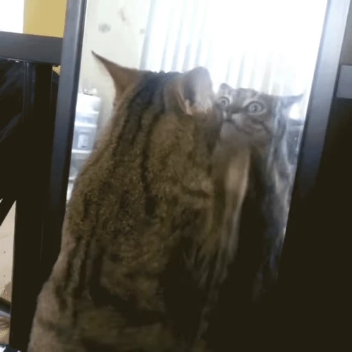 🐱 Стикер «Коты ?» для Telegram