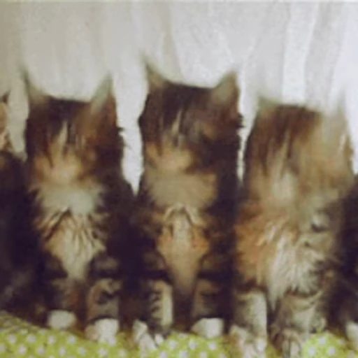 🐱 Стикер «Коты ?» для Telegram