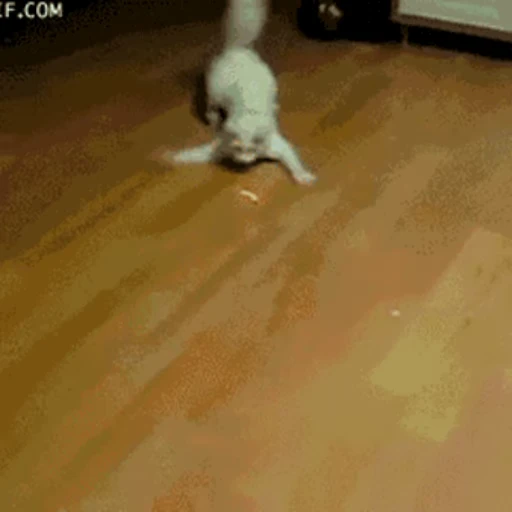 🐱 Стикер «Коты ?» для Telegram
