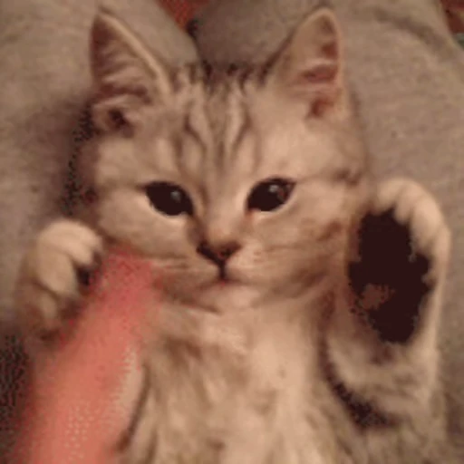 🐱 Стикер «Коты ?» для Telegram