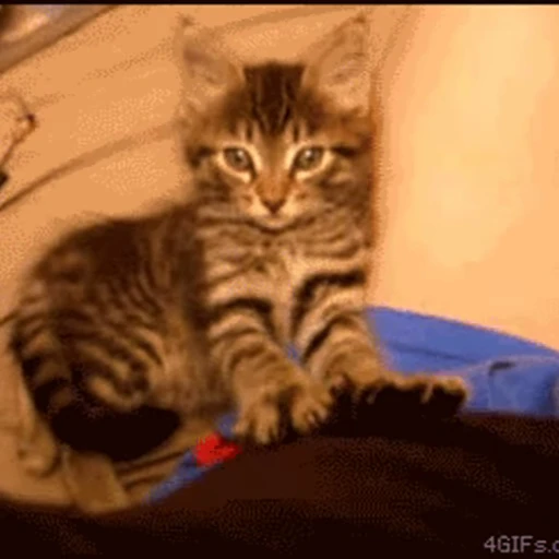 🐱 Стикер «Коты ?» для Telegram