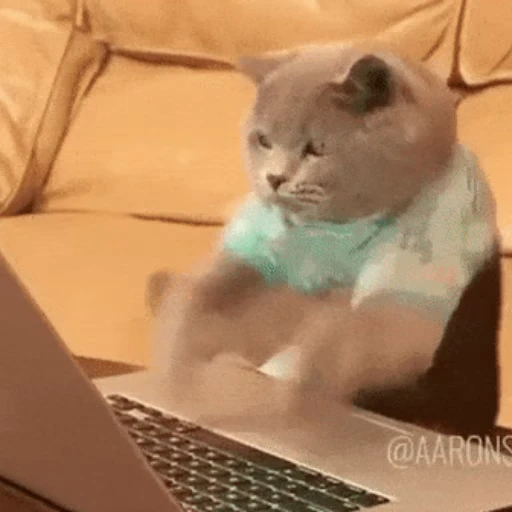 💻 Стикер «Коты ?» для Telegram