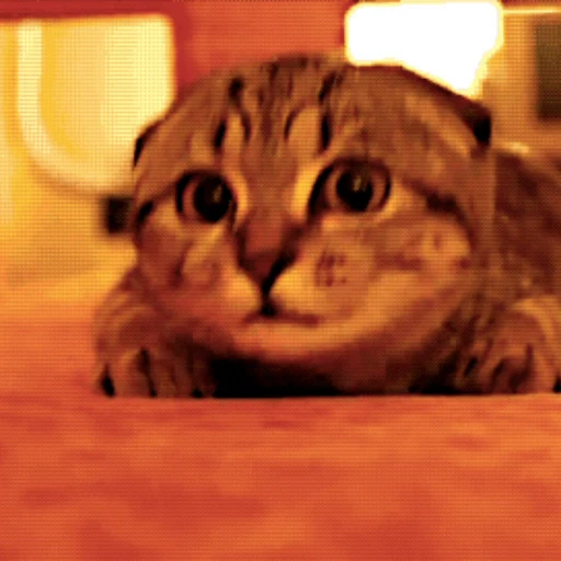 🐱 Стикер «Коты ?» для Telegram