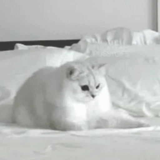 🐱 Стикер «Коты ?» для Telegram