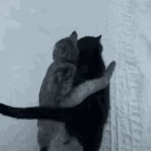 🐈‍⬛ Стикер «Коты ?» для Telegram