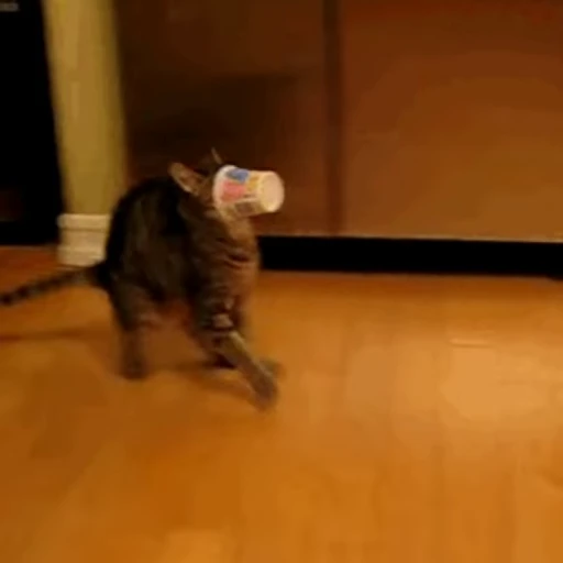 🐱 Стикер «Коты ?» для Telegram