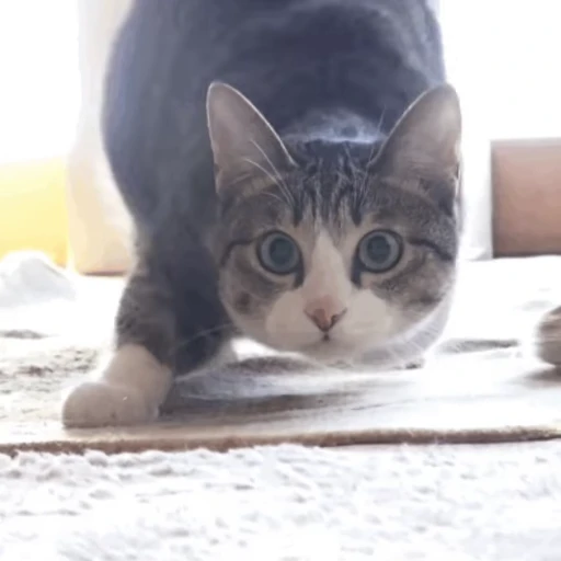 🐱 Стикер «Коты ?» для Telegram