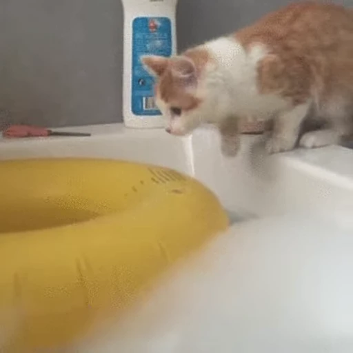 🐱 Стикер «Коты ?» для Telegram
