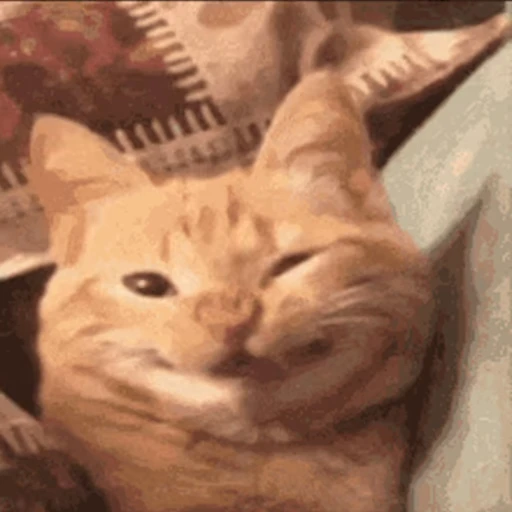 😸 Стикер «Коты ?» для Telegram