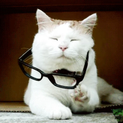👓 Стикер «Коты ?» для Telegram