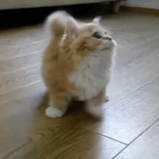 🐱 Стикер «Коты ?» для Telegram