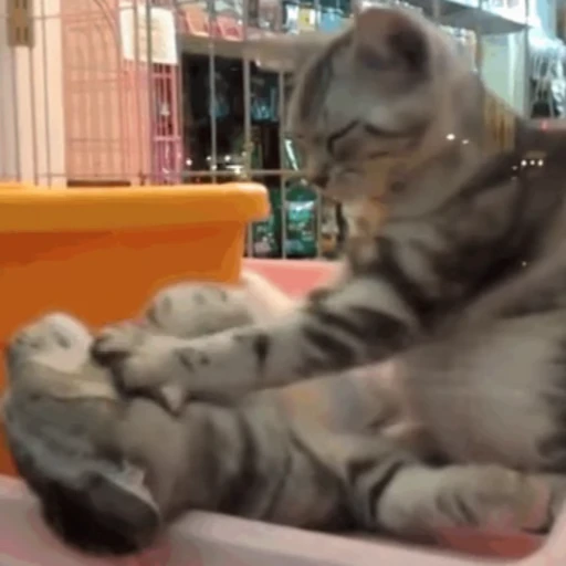 🐱 Стикер «Коты ?» для Telegram