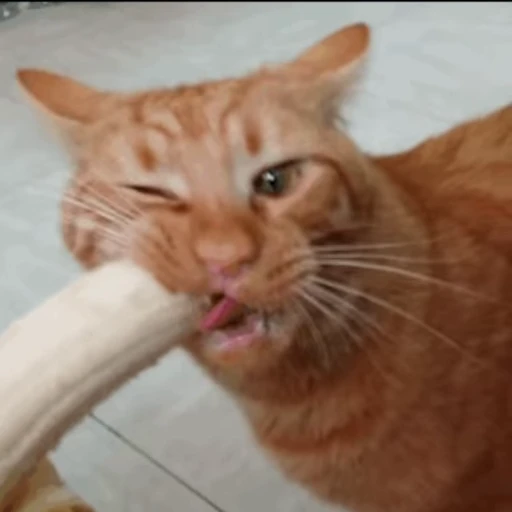 🍌 Стикер «Коты ?» для Telegram