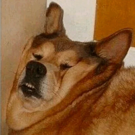 Стикерпак Funny Dogs для Telegram