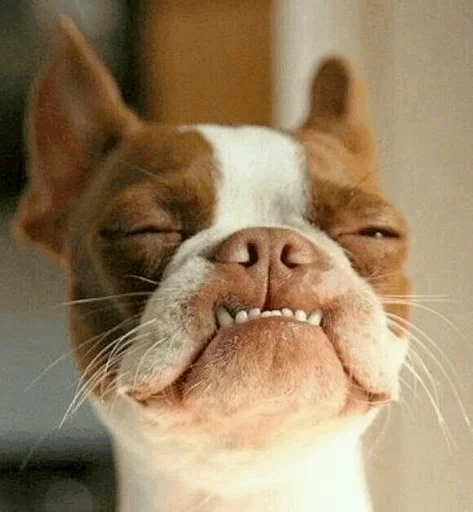 😙 Стикер «Funny Dogs» для Telegram