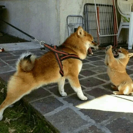 🤩 Стикер «Funny Dogs» для Telegram