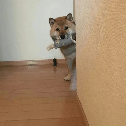 😚 Стикер «Funny Dogs» для Telegram