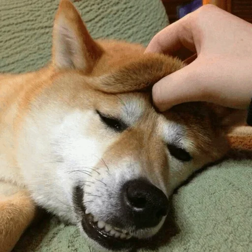 🥳 Стикер «Funny Dogs» для Telegram