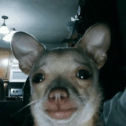 🤪 Стикер «Funny Dogs» для Telegram