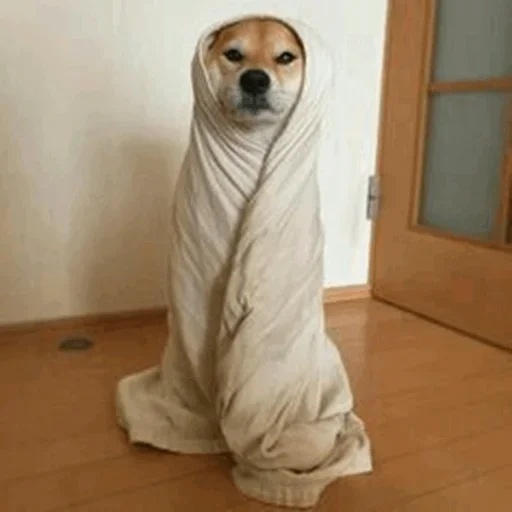 ☺️ Стикер «Funny Dogs» для Telegram