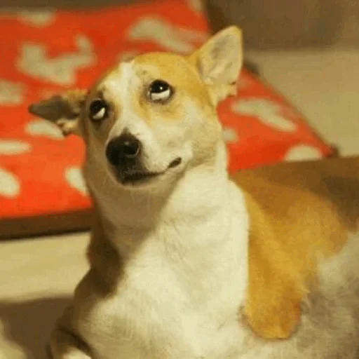 😙 Стикер «Funny Dogs» для Telegram