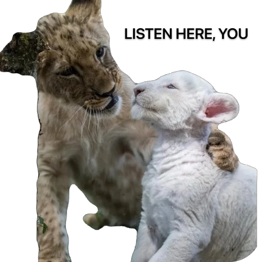 🫥 Стикер «Funnymals» для Telegram