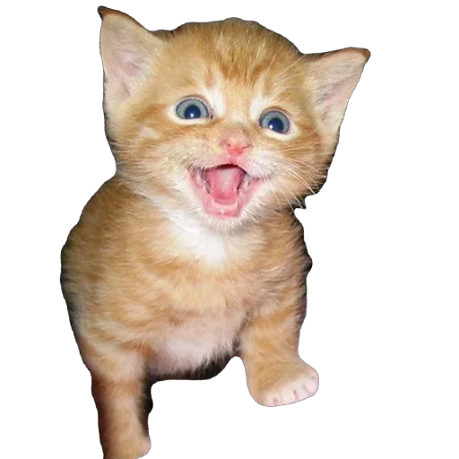 🫥 Стикер «Funnymals» для Telegram