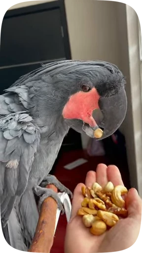 🦜 Стикер «Funny Parrots Video» для Telegram