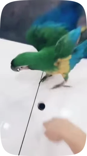 🦜 Стикер «Funny Parrots Video» для Telegram