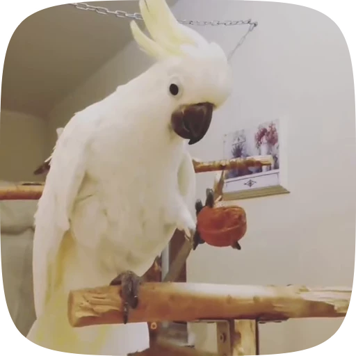 🦜 Стикер «Funny Parrots Video» для Telegram