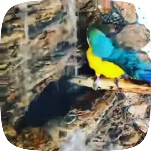 🦜 Стикер «Funny Parrots Video» для Telegram