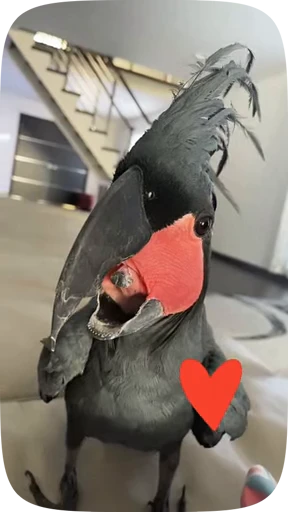 🦜 Стикер «Funny Parrots Video» для Telegram