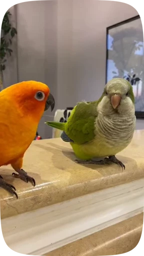 🦜 Стикер «Funny Parrots Video» для Telegram