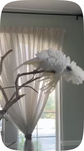 🦜 Стикер «Funny Parrots Video» для Telegram