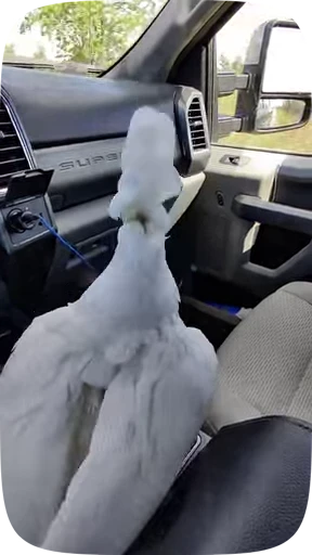 🦜 Стикер «Funny Parrots Video» для Telegram