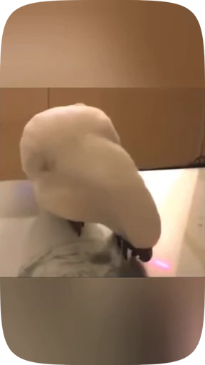 🦜 Стикер «Funny Parrots Video» для Telegram