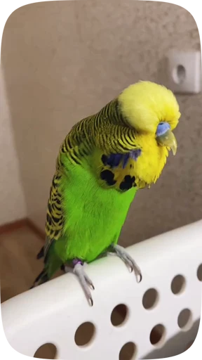 🦜 Стикер «Funny Parrots Video» для Telegram