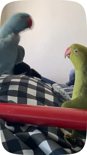 🦜 Стикер «Funny Parrots Video» для Telegram